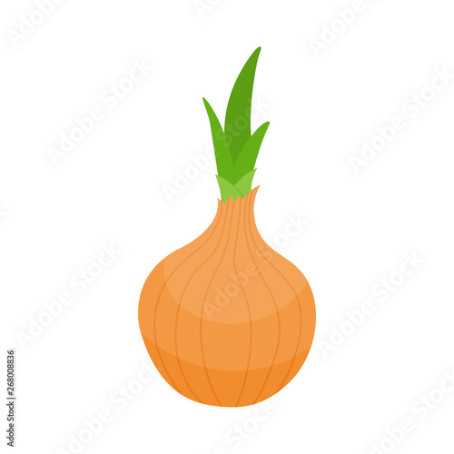 Fresh onion vegetable isolated on white background. Onion icon for market, recipe design. Organic food. Cartoon style. Clean and modern vector illustration for design.