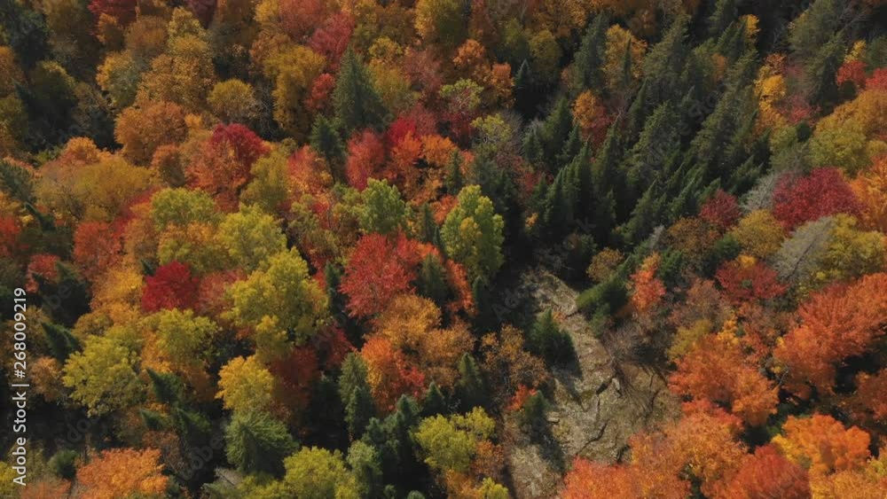 Overhead birdseye drone view of beautiful autumn forest. Ontario, Canada. Overhead birdseye drone view of beautiful autumn forest. Ontario, Canada.