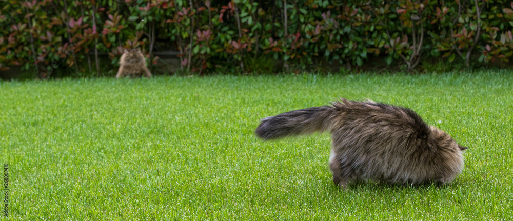 Fototapeta premium Siberian breed of cat resting in a garden, purebred feline, brown tabby version