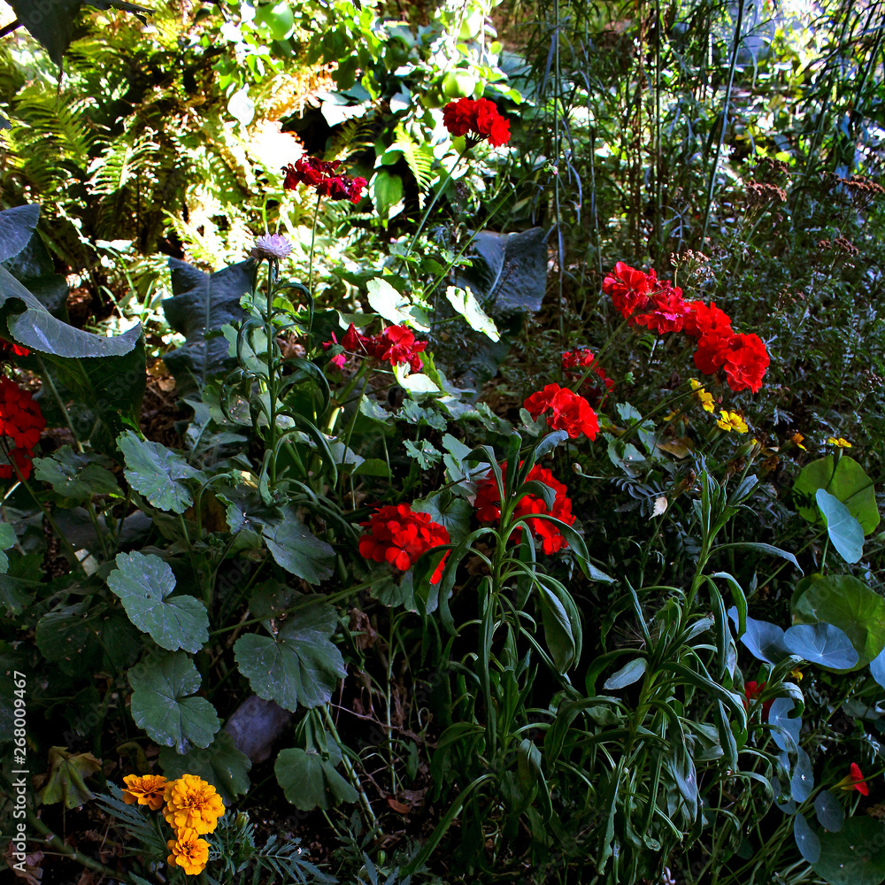 red flowers garden