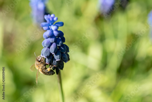 Biene auf kleiner Traubenhyazinthe aka Rauchfangkehrer mit schönem grünen Bokeh photo