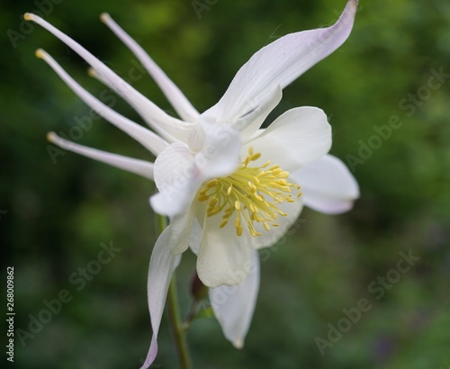 Aquilegia  white, Silver Queen