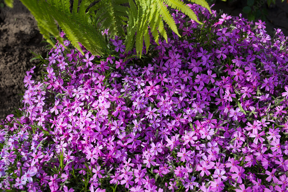 Obraz premium Purple spring flowers texture background. Close-up