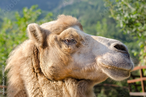 Portrait of the head of a camel