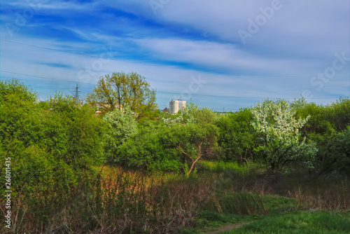 Blooming branches of the apple tree on the background of the blue sky soft focus.