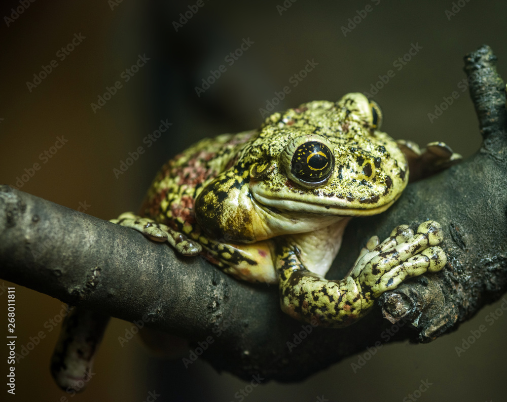 Fototapeta premium Green frog sitting on a tree branch on a dark background.