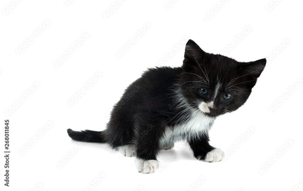 Small black and white kitten crouching on a white background