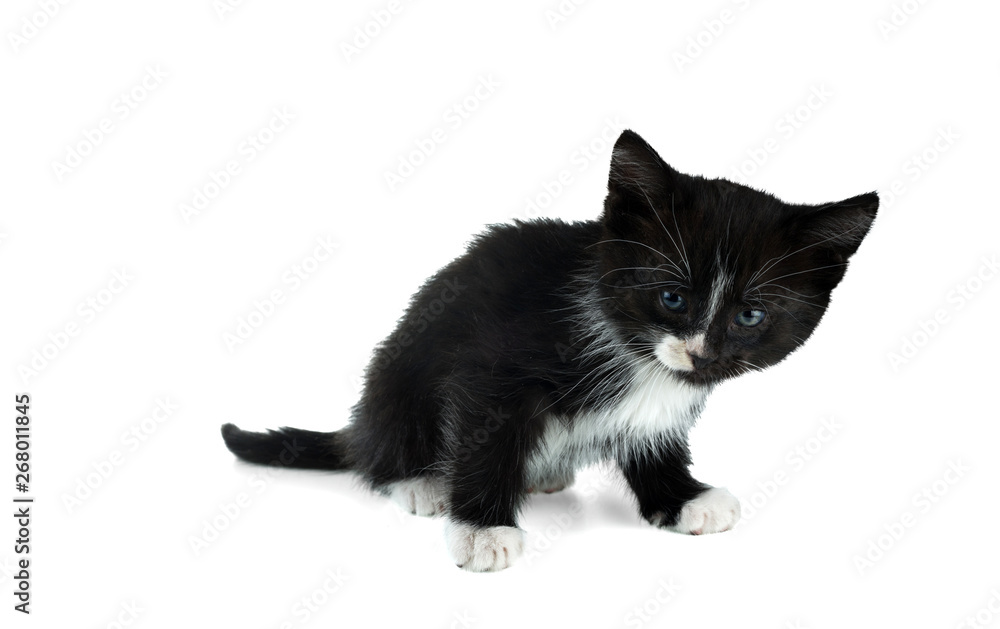 Small black and white kitten crouching on a white background Small black and white kitten crouching on a white background