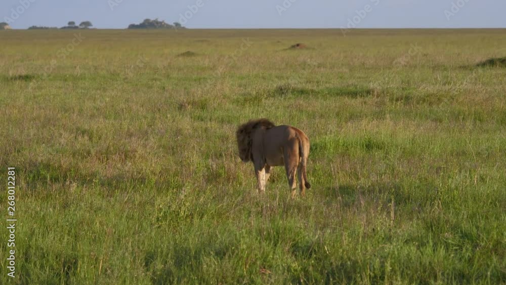 Adult Lion With A Mane Walk Into Distance On Plain In The African Savannah Adult Lion With A Mane Walk Into Distance On Plain In The African Savannah