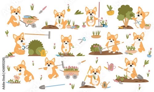Fototapeta Naklejka Na Ścianę i Meble -  A collection of cute welsh corgi in various poses. Corgi dogs gardening plants, weed beds, watering seedlings, pruning bushes and trees, working in the garden. Set of cute animals. Vector illustration