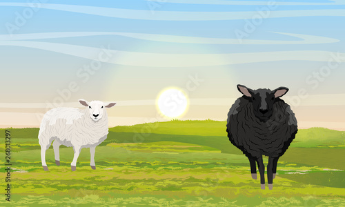 Fluffy white and black sheep in a meadow. Green grass and sunrise. Farm. Realistic Vector Landscape
