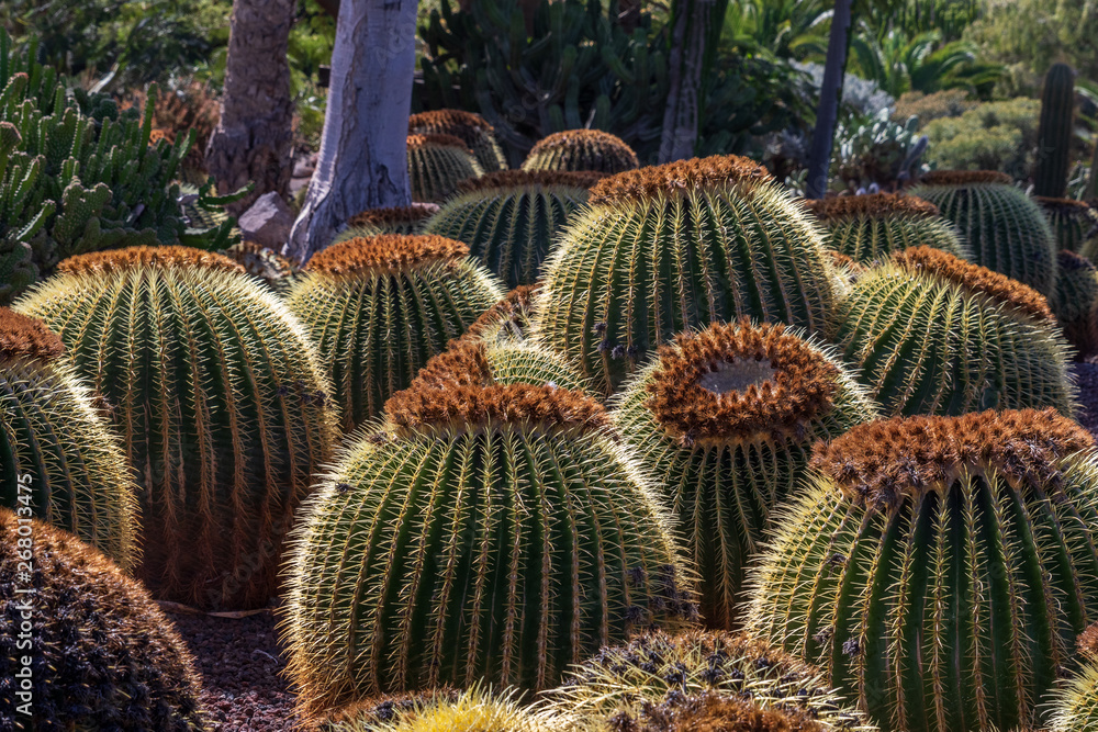 cactus cactus