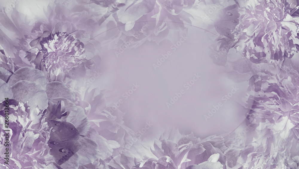 Floral light violet background. Flowers fnd petals purple piones close-up. Greeting card. Place for text. Nature. Floral light violet background. Flowers fnd petals purple piones close-up. Greeting card. Place for text. Nature.