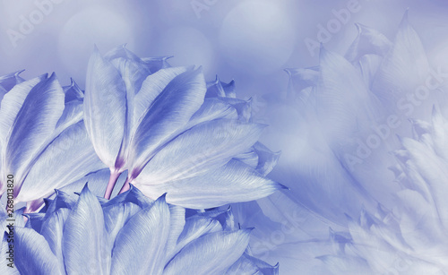 Fototapeta Naklejka Na Ścianę i Meble -  flowers tulups on background white-blue. Light blue flowers tulups. floral background.  Flower composition. Nature.