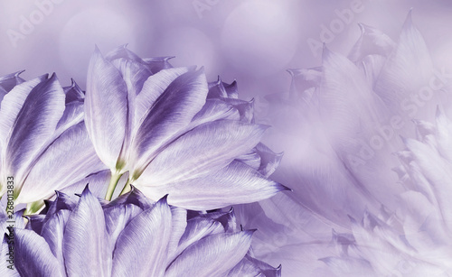 flowers tulups on background white-violet. Light violet flowers tulups. floral background. Flower composition. Nature.