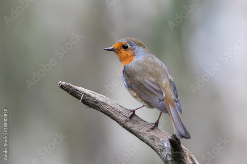 European robin