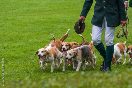 Bild auf Leinwand Hunt leaders led dozens of hounds into the main ring