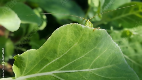Grasshopper behind a leaf of cabbage