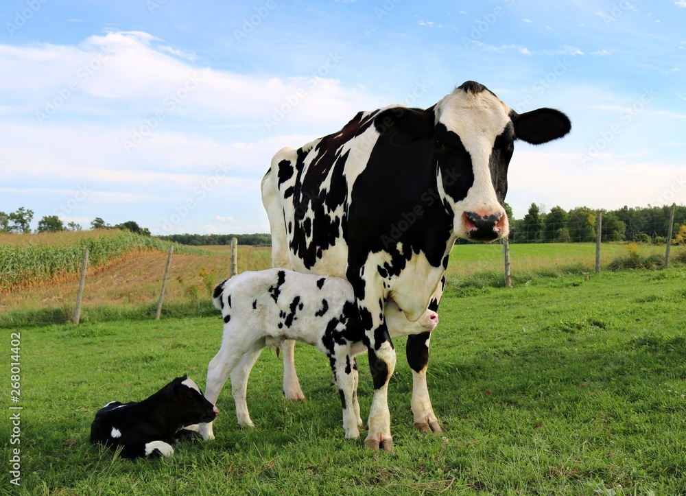 Newborn twin Holstein calves nuzzle up under mother cow trying to find food while other is laying nearby in the grass Newborn twin Holstein calves nuzzle up under mother cow trying to find food while other is laying nearby in the grass