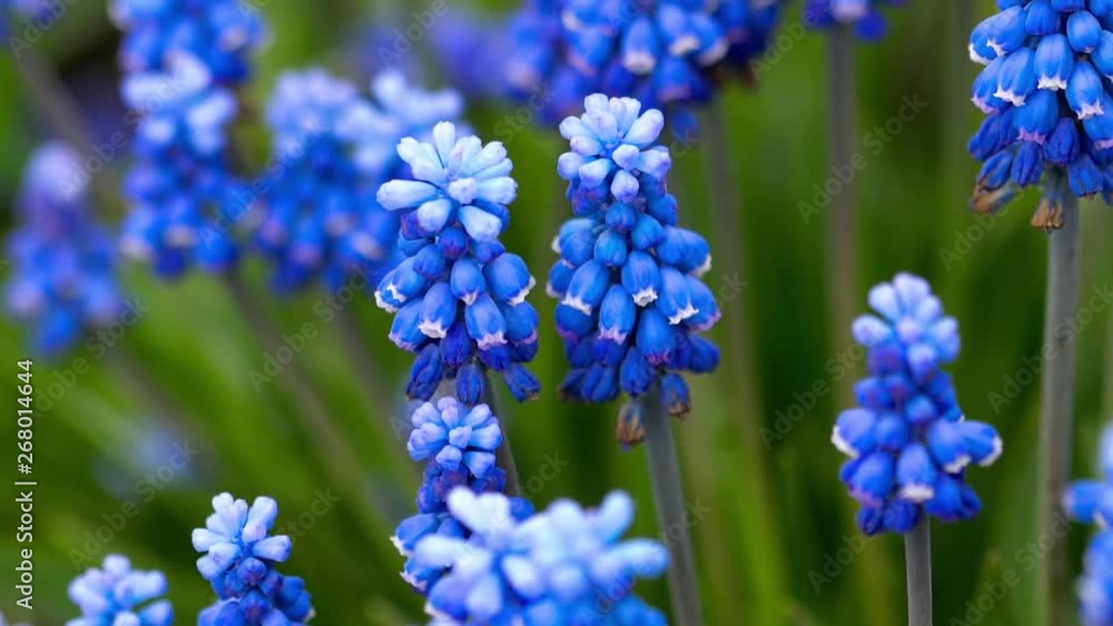 Bee flying near Muscari flower Bee flying near Muscari flower
