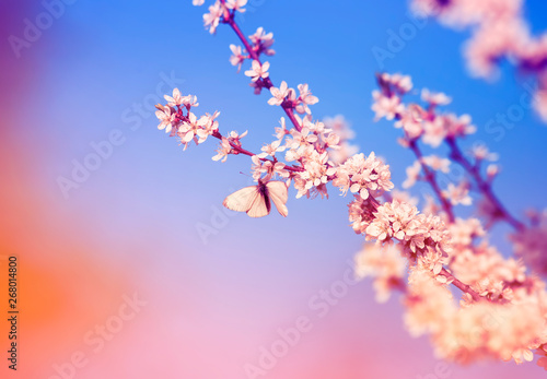 beautiful little butterfly flutters over the branches with white shrub buds b...