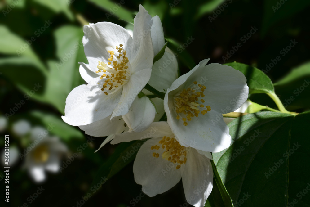 Jasmine flower in a slight shadow, macro with 3 isolation paths Jasmine flower in a slight shadow, macro with 3 isolation paths