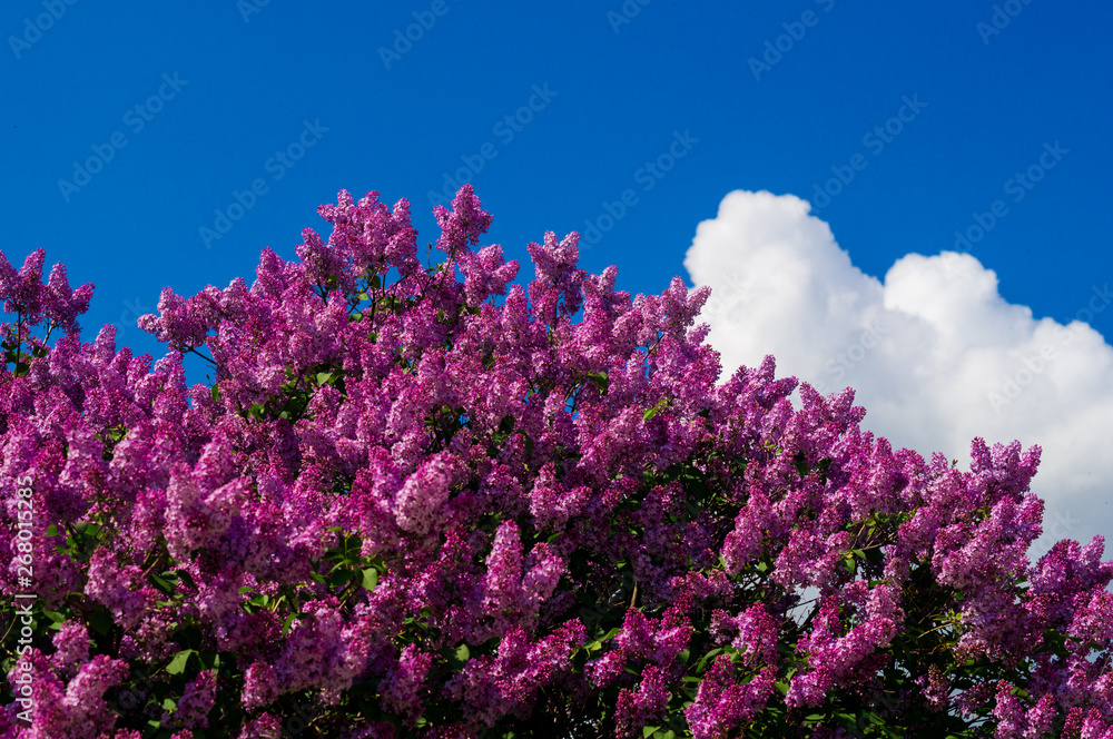 bright purple flowers of lilac against the blue sky and clouds bright purple flowers of lilac against the blue sky and clouds