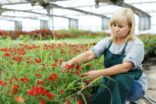 Mature female gardener with scissors cutting vervena plants in greenhouse