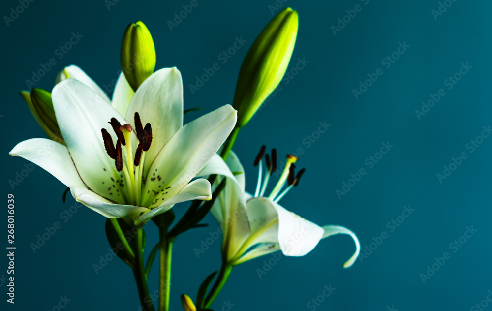 Obraz premium lily flower on a beautiful background