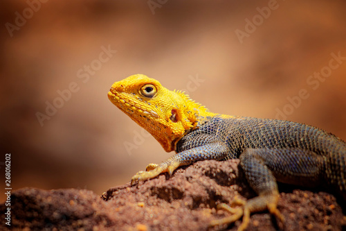 Close up photo of yellow and blue colored lizard, rock agama. It is wildlife photo of animal in Senegal, Africa. Agama posing on rock against blurred background.