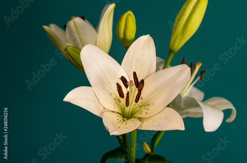 lily flower on a beautiful background