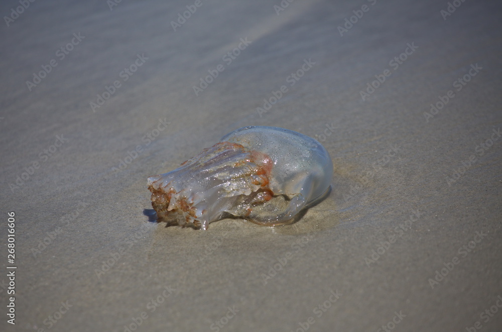 A jellyfish beached on the sand near the surf A jellyfish beached on the sand near the surf