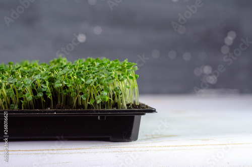 fresh microgreens in the small box grows at home. little home garden