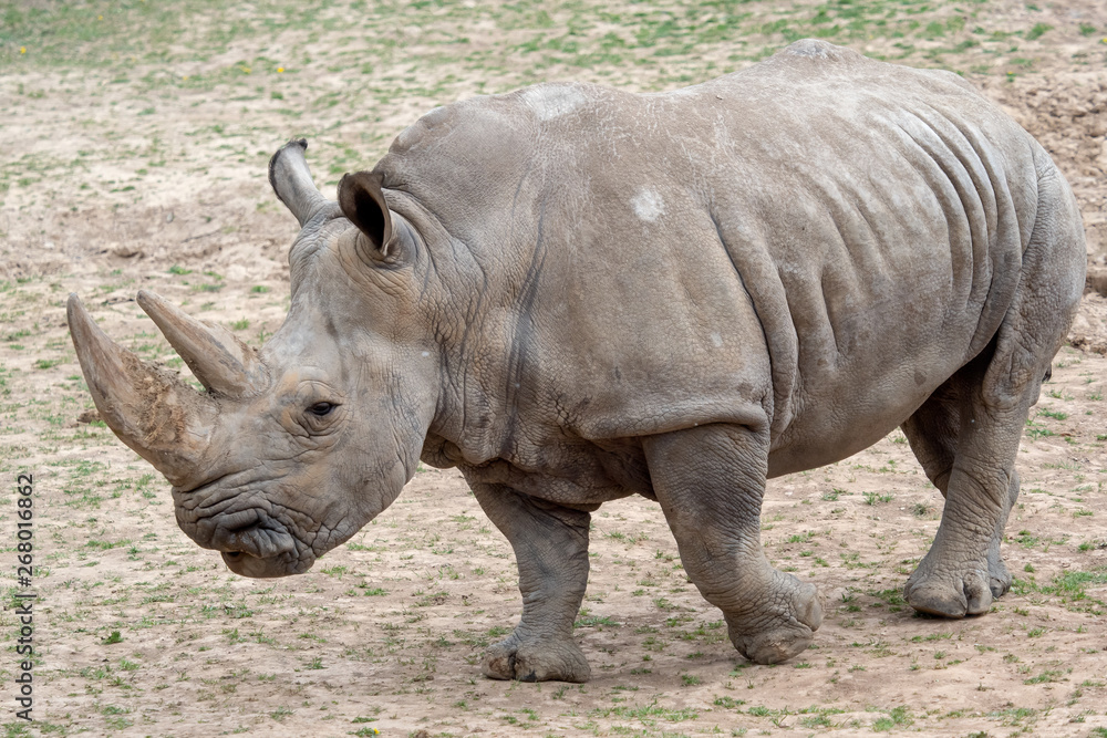 Southern white rhinoceros (Ceratotherium simum simum). Critically endangered animal species.. Southern white rhinoceros (Ceratotherium simum simum). Critically endangered animal species..