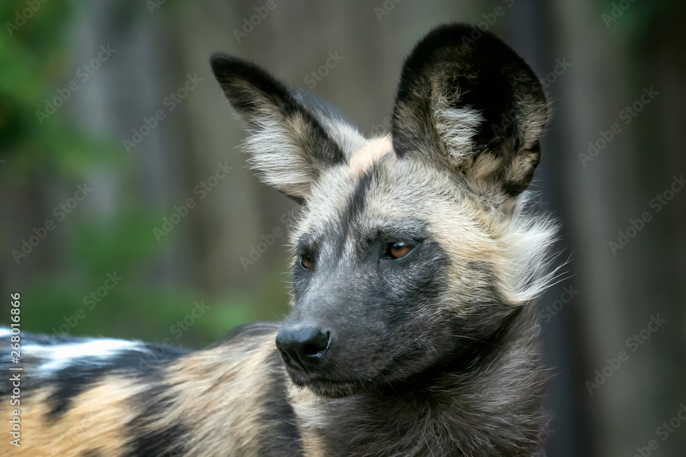 The African wild dog (Lycaon pictus) The African wild dog (Lycaon pictus)