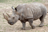 Southern white rhinoceros (Ceratotherium simum simum). Critically endangered animal species..