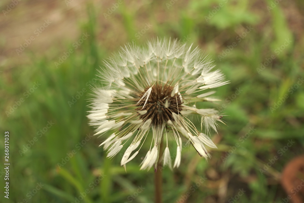 Seeds Of White Wet Fluffy Dandelion Closeup Seeds Of White Wet Fluffy Dandelion Closeup