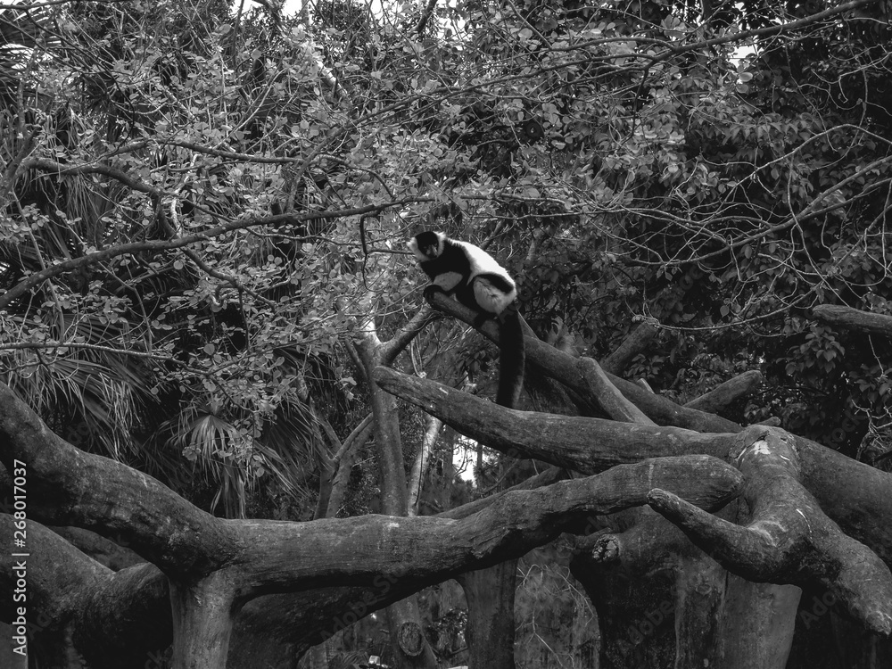 Obraz premium lemur on tree