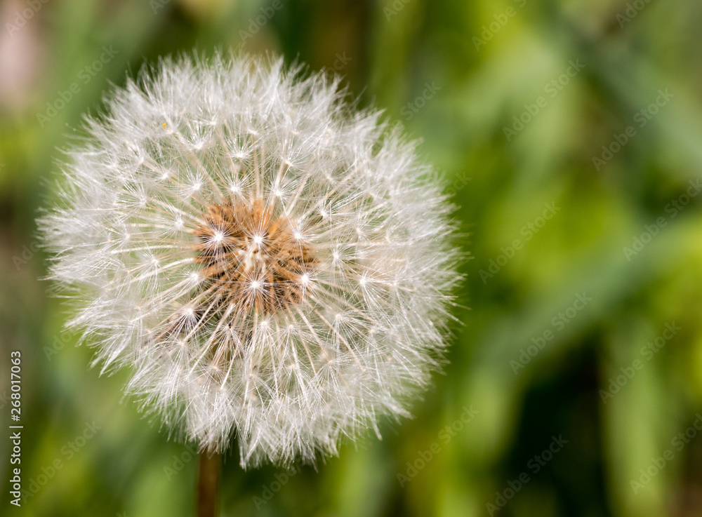 perfekte pusteblume vor grünem hintergrund perfekte pusteblume vor grünem hintergrund