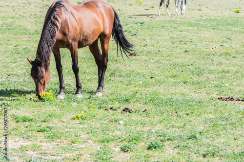 horse eating in a meadow