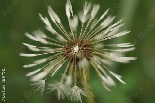 white wet fluffy dandelion close up 