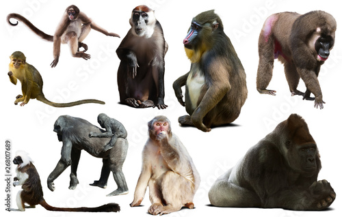 primates isolated on white
