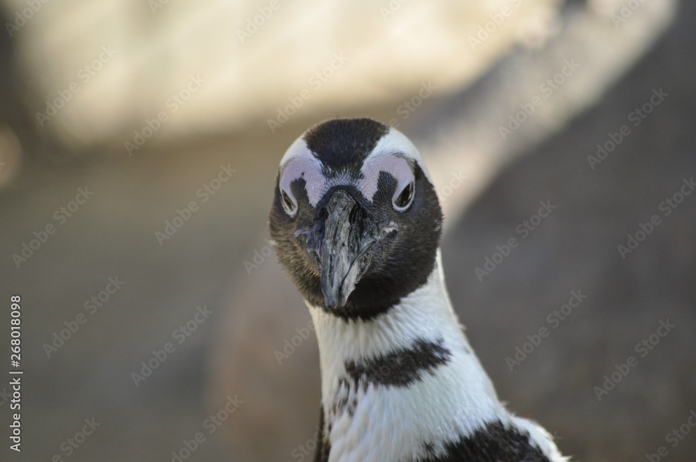 Fototapeta premium Humboldt-Pinguin