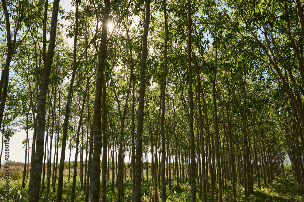 bosque de arboles verdes entrando rayo de sol entre ellos bosque de arboles verdes entrando rayo de sol entre ellos