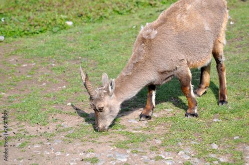 Steinbock