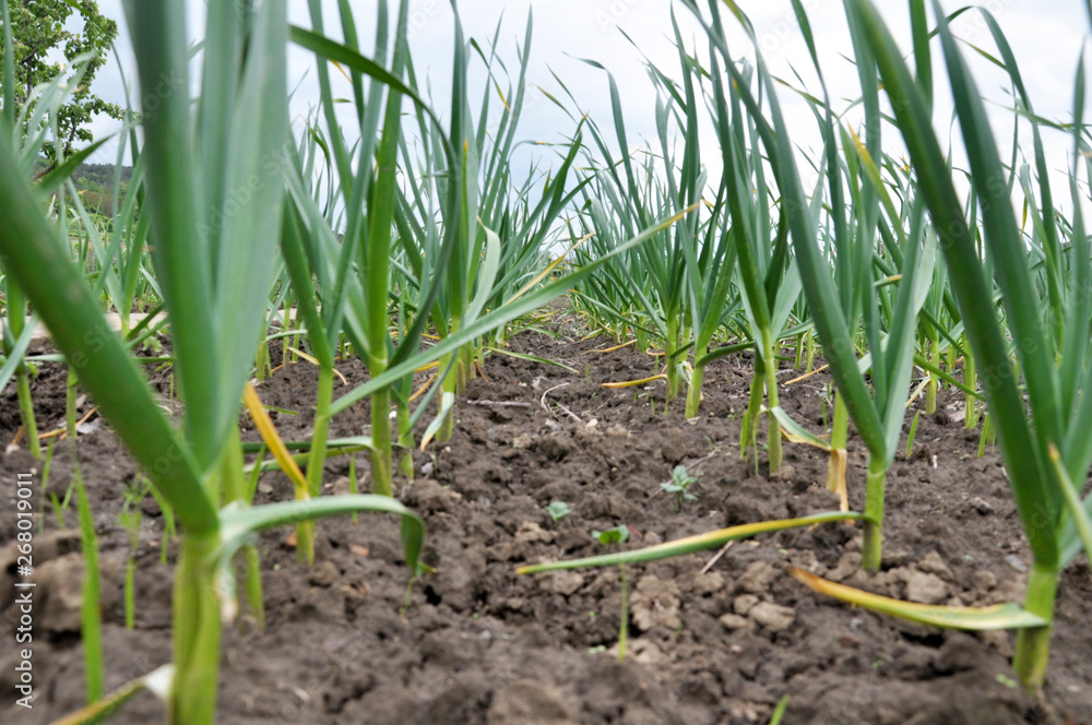 Garlic grows in the open ground Garlic grows in the open ground