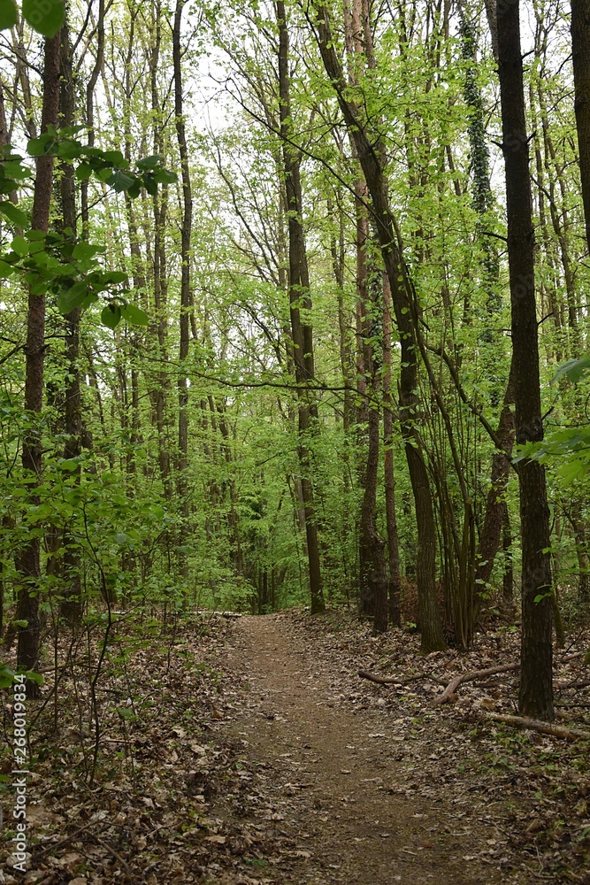 Fototapeta premium Sciezka spacerowa w lesie