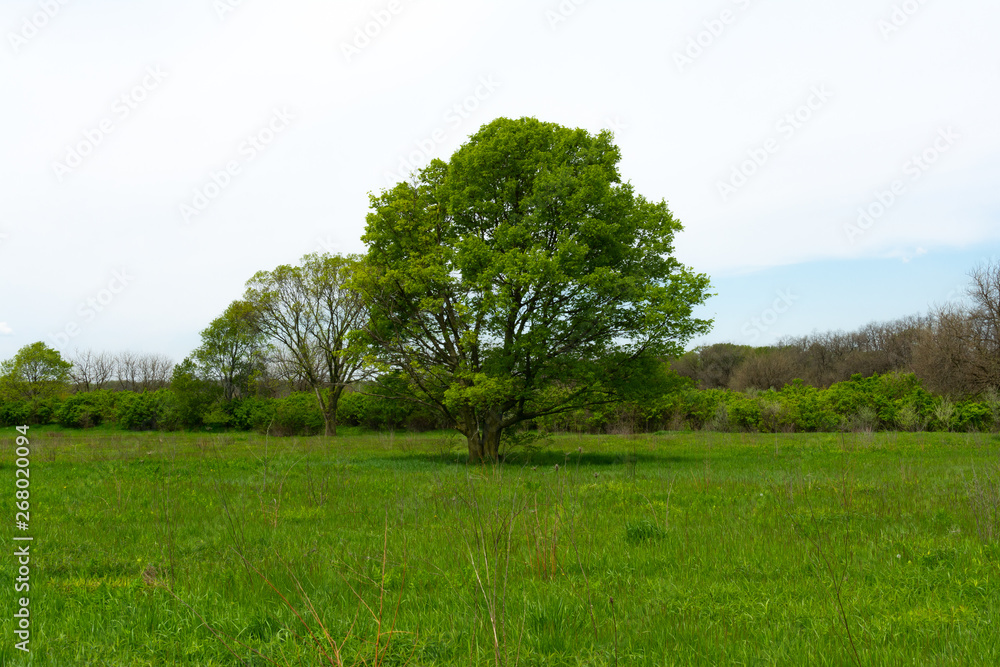 Tree in the field