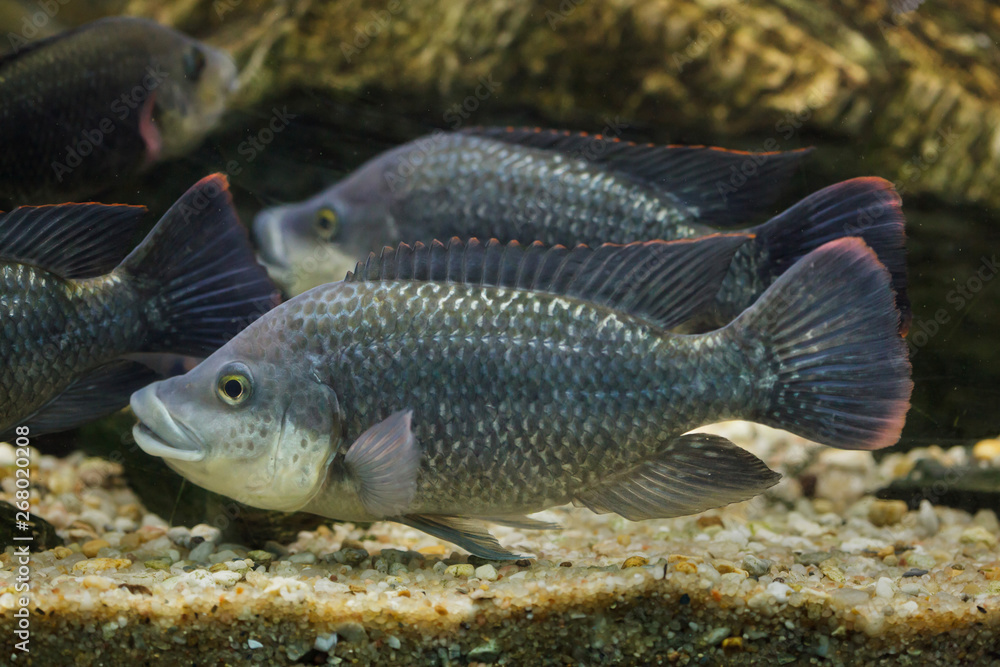 Fotografie Angolan tilapia (Oreochromis angolensis).