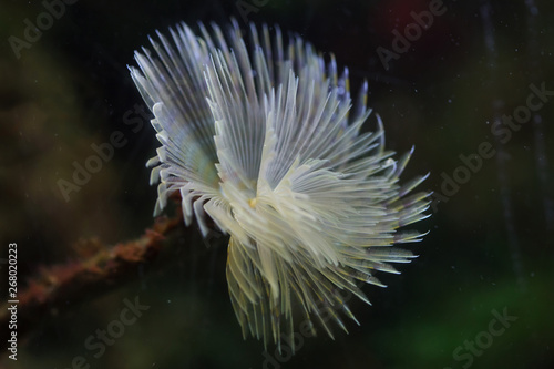 Mediterranean fanworm (Sabella spallanzanii) photo